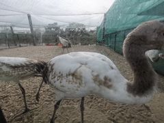 -盐城丹顶鹤湿地生态旅游区