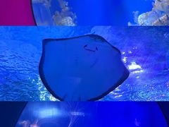 -海合安武汉极地海洋公园