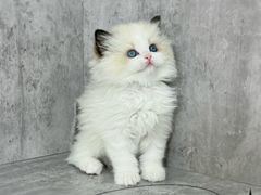 -小猫来了·猫舍(红山六九七九店)