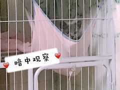 -宠爱国际动物医院· 猫科· 外科·中兽医(长白店)