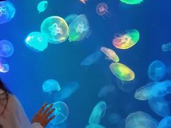 -烟台海昌鲸鲨海洋公园
