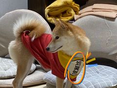 -逗柴咖啡屋·狗咖猫咖宠物桌游