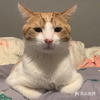 哈哈哈哈为什么他的脸那么小,身子那么胖 一些角度笑死