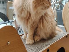 -猫咪派对(江南西店)