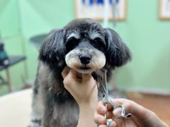 -鑫艺宠物美容培训学校