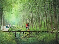 -合肥滨湖国家森林公园