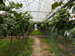 -马陆小张葡萄园农家乐