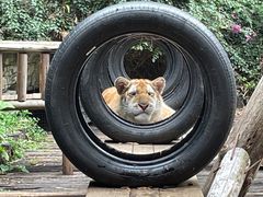 -广州长隆野生动物世界