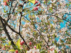 -高东镇樱花园