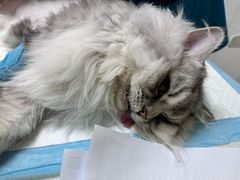 -宠颐生汉谟拉比宠物医院