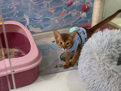 -糯米喵星人总部直营旗舰店·猫舍·幼猫出售