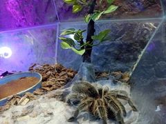 -上海大自然野生昆虫馆