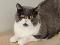 -有猫儿腻咖啡厅.猫咖