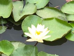 -微山湖红荷湿地景区