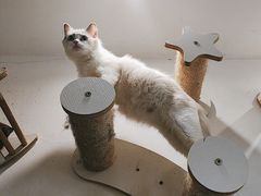 -楼上猫咖(罗湖店)