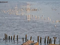 -深圳湾公园(南山区)