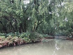 -大湾区中央湿地公园