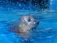 -太平洋海底世界