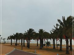 -野狸岛