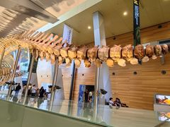 -墨尔本博物馆(Melbourne Museum)
