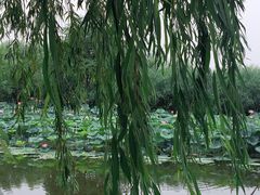-白洋淀景区