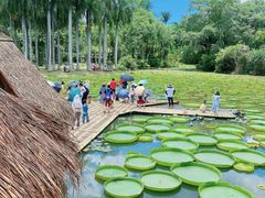 -中国科学院西双版纳热带植物园