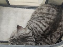 -瑞鹏宠物医院·夜间急症·心超·猫科(祖庙分店)