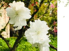 -南汇桃花村