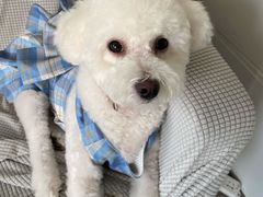 -翊宠yipet猫狗购宠庄园犬舍•猫舍