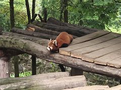 -都江堰中华大熊猫苑
