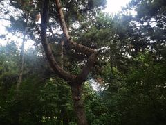-北陵公园