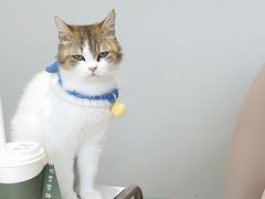 -怪兽屋·羊驼·猫咖·狗咖(俊华广场店)