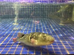 -梅林春晓花园餐厅