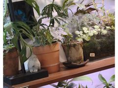 -吉丁鸟咖·异宠·寄养