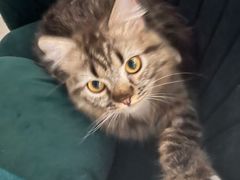 -平行世界·猫咖(首经贸店)