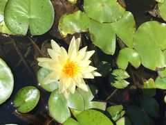 -武清南湖绿博园