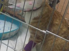 -宠颐生中康贝怡动物医院