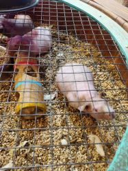 -酷嗒动物文化乐园(cutezoo西溪乐天城店)