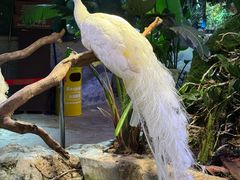 -正佳雨林生态植物园