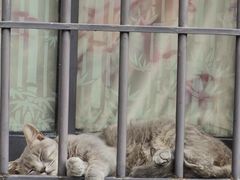 -猫岛主趣味餐厅(鼓浪屿店)
