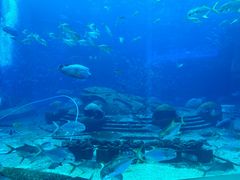 -亚特兰蒂斯•OSSIANO奥西亚诺海底餐厅
