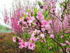 -洨河生态公园