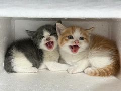-猫岛主趣味餐厅(鼓浪屿店)