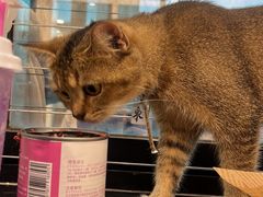 -楼上猫咖(罗湖店)
