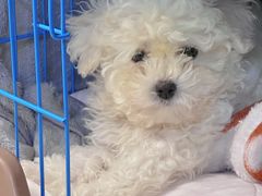 -博特宠物医院24h犬猫全科.骨科·异宠