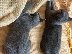 -瑞鹏瑞爱宠物医院·全科·猫科·血液透析中心(龙头寺店)