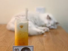 -滚猫咖啡·猫咖·猫友好撸猫(未来城店)