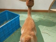 -藦茜花园宠物主题亲子互动体验馆(国顺东路店)