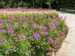 -石家庄市植物园