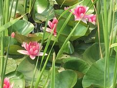 -武清南湖绿博园